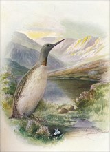'Red-Throated Diver - Colym'bus septen'triona'lis', c1910,  (1910). Artist: George James Rankin.