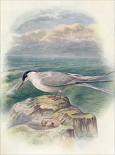 'Arctic Tern - Stern'a macru'ra', c1910, (1910). Artist: George James Rankin.