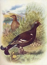 'Blackcock or Black-Grouse - Tet'rao tet'rix', c1910, (1910). Artist: George James Rankin.