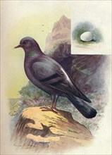 'Rock-Pigeon - Colum'ba liv'ia', c1910, (1910). Artist: George James Rankin.