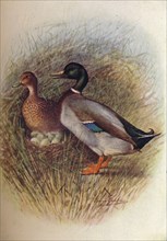 'Mallard or Wild-Duck - An'as bos'cas', c1910, (1910). Artist: George James Rankin.