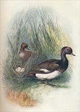 'Tufted Duck - Fulig'ula crista'ta', c1910, (1910). Artist: George James Rankin.