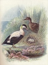 'Eider-Duck - Somate'ria mollis'sima', c1910, (1910). Artist: George James Rankin.
