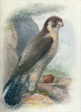 'Peregrine Falcon - Fal'co peregri'nus', c1910, (1910). Artist: George James Rankin.