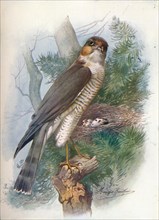 'Sparrow-Hawk - Accip'iter ni'sus', c1910, (1910). Artist: George James Rankin.