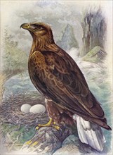 'White-Tailed or Sea-Eagle - Halia'etus albicil'la', c1910, (1910). Artist: George James Rankin.