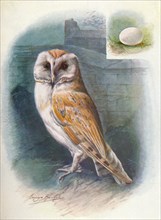 'Barn-Owl - Strix flam'mea', c1910, (1910). Artist: George James Rankin.