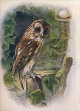 'Tawny or Brown Owl - Syrn'ium alu'co', c1910, (1910). Artist: George James Rankin.