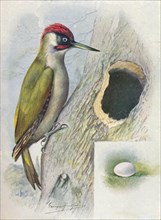 'Green Woodpecker - Geci'nus vir'idis', c1910, (1910). Artist: George James Rankin.
