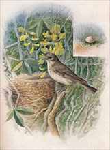 'Spotted Fly-Catcher - Muscic'apa gris'ola', c1910, (1910). Artist: George James Rankin.