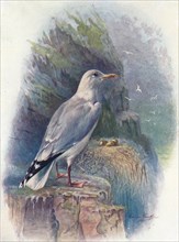'Herring Gull - Lar'us argenta'tus', c1910, (1910). Artist: George James Rankin.