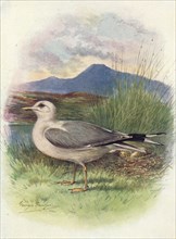 'Common Gull - Lar'us can'us', c1910, (1910). Artist: George James Rankin.