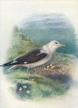 'Lesser Black-Backed Gull - Lar'us fus'cus', c1910, (1910). Artist: George James Rankin.