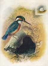 'Kingfisher - Alce'do is'pida', c1910, (1910). Artist: George James Rankin.