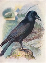 'Raven - Cor'vus cor'ax', c1910, (1910). Artist: George James Rankin.