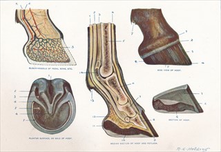 Structure of the foot of a horse, c1907 (c1910). Artist: RE Holding.
