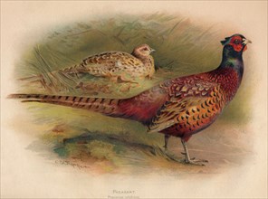 'Pheasant (Phasianus colchicus)', 1900, (1900). Artist: Charles Whymper.