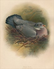 'Ring Dove (Columbs palumbus)', 1900, (1900). Artist: Charles Whymper.