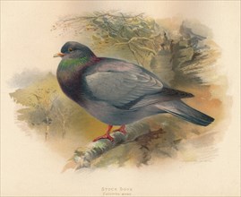 'Stock Dove (Columba aenas)', 1900, (1900). Artist: Charles Whymper.