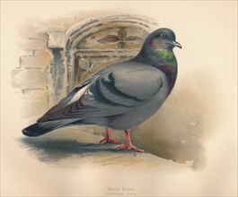 'Rock Dove (Columba livia)', c1900, (1900). Artist: Charles Whymper.