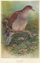 'Turtle Dove (Turtur auritus)', 1900, (1900). Artist: Charles Whymper.