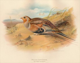'Pallass Sand-Grouse (Syrrhaptes paradoxus)', 1900, (1900). Artist: Charles Whymper.