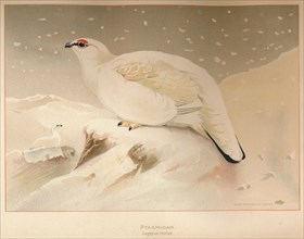 'Ptarmigan (Lagopus mutus)', 1900, (1900). Artist: Charles Whymper.