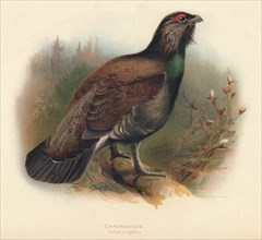 'Capercaillie (Tetrao urogallus)', 1900, (1900). Artist: Charles Whymper.