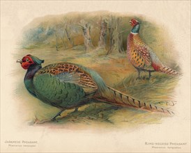 'Japanese Pheasant (Phasaianus versicolor), Ring-Necked Pheasant (Phasaianus torquatus)', 1900, (190 Artist: Charles Whymper.