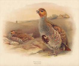 'Partridge (Perdix cinerea)', 1900, (1900). Artist: Charles Whymper.