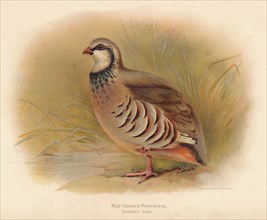 'Red-Legged Partridge (Caccabus rufa)', 1900, (1900). Artist: Charles Whymper.