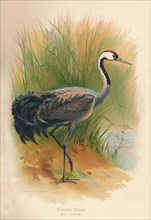 'Common Crane (Grus cinerea)', 1900, (1900). Artist: Charles Whymper.