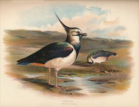 'Lapwing (Vanellus cristacus)', 1900, (1900). Artist: Charles Whymper.