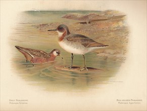 'Grey Phalarope (Phalaropus fulicarius), Red-Necker Phalarope (Phalaropus hyperboreus)', 1900, (1900 Artist: Charles Whymper.