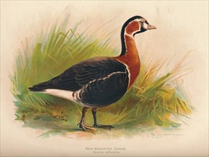 'Red-Breasted Goose (Branta ruficollis)', 1900, (1900). Artist: Charles Whymper.
