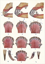 Teeth of a horse as an indication of age, c1905 (c1910). Artist: Unknown.