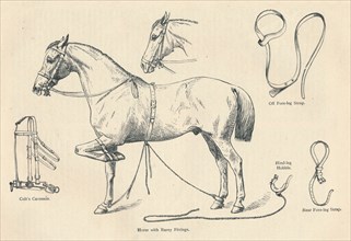 Horse with Rarey fittings, c1905 (c1910). Artist: Unknown.