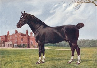 Hackney stallion Danegelt, c1905 (c1910). Artist: Henry Powell Palfrey.