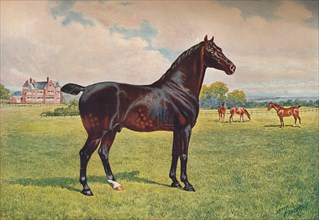 Hackney Pony stallion Berkeley Model, c1900 (c1910). Artist: Henry Powell Palfrey.