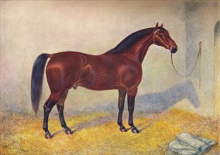Cleveland Bay stallion Sultan, c1902 (c1910). Artist: Frank Babbage.