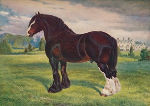 Shire Horse stallion Harold, c1905 (c1910). Artist: Frank Babbage.