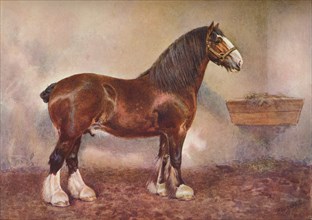 Clydedale stallion Prince of Albion, c1900 (c1910). Artist: Frank Babbage.