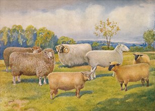 Breeds of sheep, c1902 (c1910). Artist: Frank Babbage.