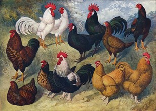 Breeds of poultry, c1903 (c1910). Artist: AF Lydon.