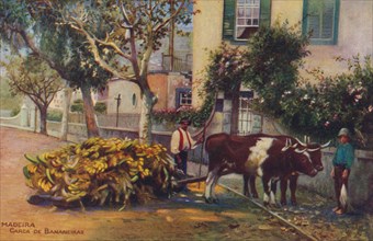 'Madeira - Carca De Bananeiras', c1940. Artist: Unknown.