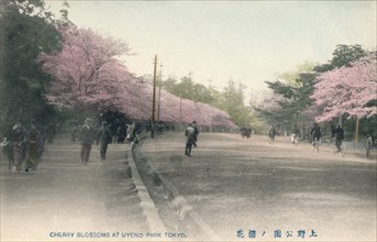 'Cherry Blossoms At Uyeno Park Tokyo', c1910. Artist: Unknown.