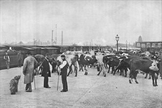 Detraining cattle, LNWR depot, York Road, London, c1903 (1903). Artist: Unknown.