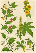 Flowers: Bitter Sweet, Buckthorn, Cubebs, Chicory, Castor Oil, Barberry, c1940.  Artist: Unknown.