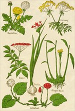 Flowers: Dandelion, Caraway, Elder, Garlic, Coltsfoot, Ginger Root, c1940. Artist: Unknown.