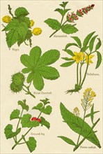 Flowers: Hops, Horsemint, Horse Chestnut, Hellebore, Ground Ivy, Horse-radish, c1940. Artist: Unknown.